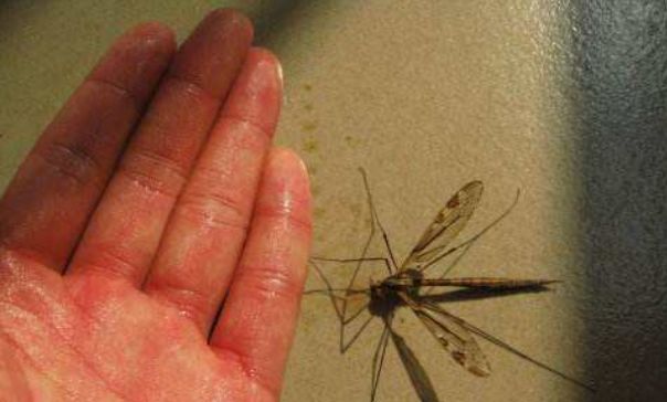 现存最大的蚊子,非但不会叮咬人,竟还帮助人类消灭蚊子?