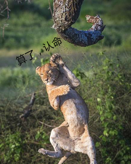 小狮子就一脸认命的松开爪子从树上摔了下来,这表情才是叫做无奈啊