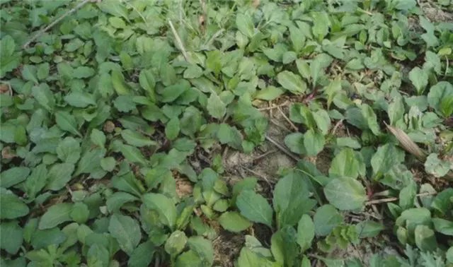 农村常见野菜"泥鳅菜",曾被农民当杂草除掉,城里售价每斤15元