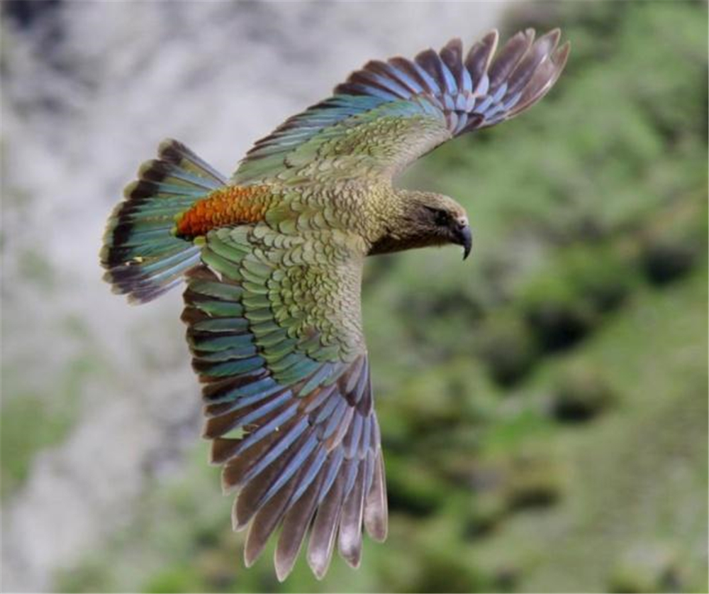 新西兰现一调皮鸟:啄羊屁股撕帐篷,撬门窗抢食物,拦路打劫游客