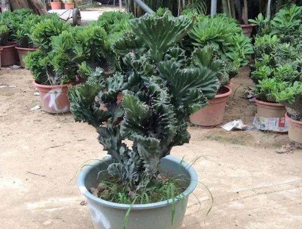 多肉植物金麒麟,适合做盆景,4点养护小技巧,教你养的生龙活虎