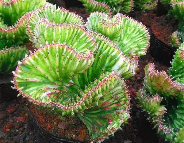 多肉植物金麒麟,适合做盆景,4点养护小技巧,教你养的生龙活虎