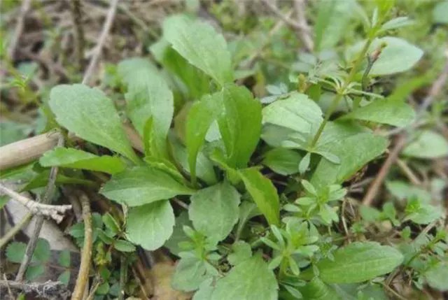 农村常见野菜"泥鳅菜",曾被农民当杂草除掉,城里售价每斤15元
