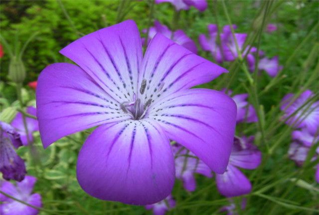 院子养花,不如养些"花中精品"麦仙翁,花色娇艳,光彩夺目