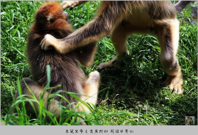 湖北神農架看國寶金絲猴猴王怒吼霸氣嚇人難得一見人猴共舞