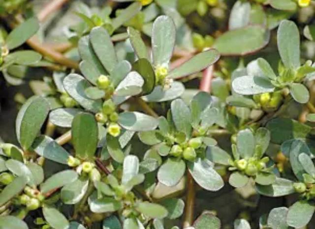 一根野草枝养成一盆老桩,马齿苋就有这个能力,摘顶修芽是关键