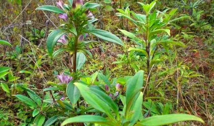 农村这野草叫"龙胆草",对于热病有帮助,现在有人种植