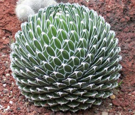 盆栽绿植笹之雪的养护方法