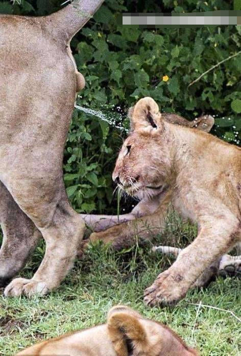 动物园中雄狮竟然这样对待小狮子,狮妈还装看不到,大写的心疼