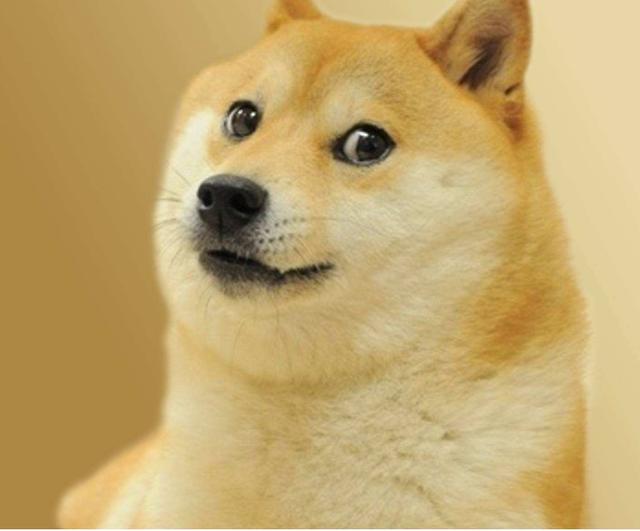 为何日本柴犬在国内这么受欢迎?多半这5个原因导致