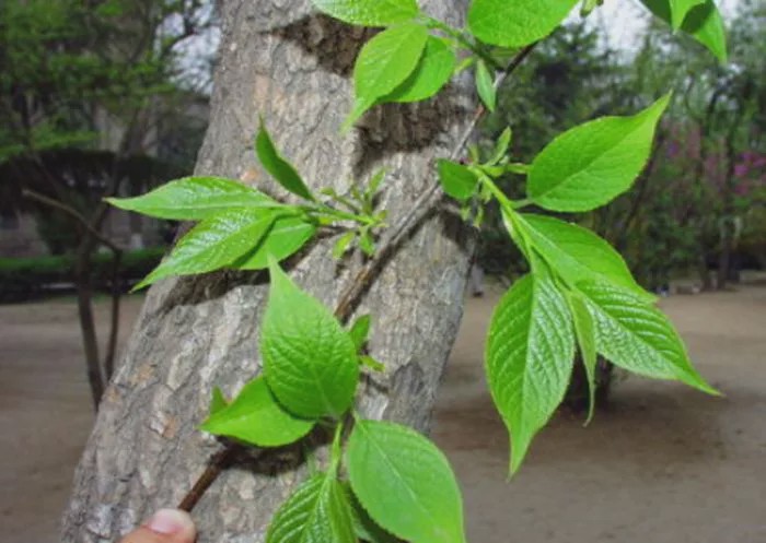 它的树皮可以炖鸡汤,也可以用来泡茶,不管是食用价值还是药用价值都是