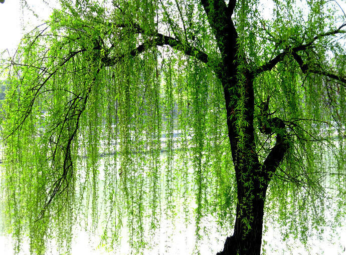 植树节|根系|柳树_新浪新闻