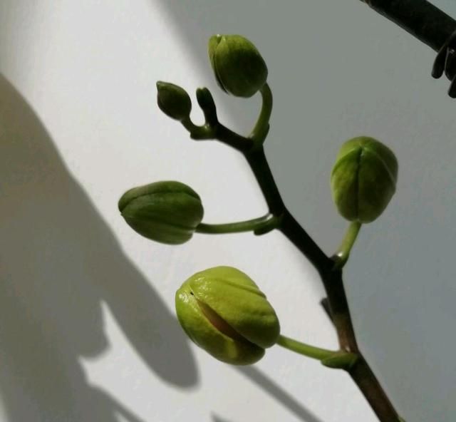 蝴蝶兰看到花苞到顺利开花需要多久至少50天