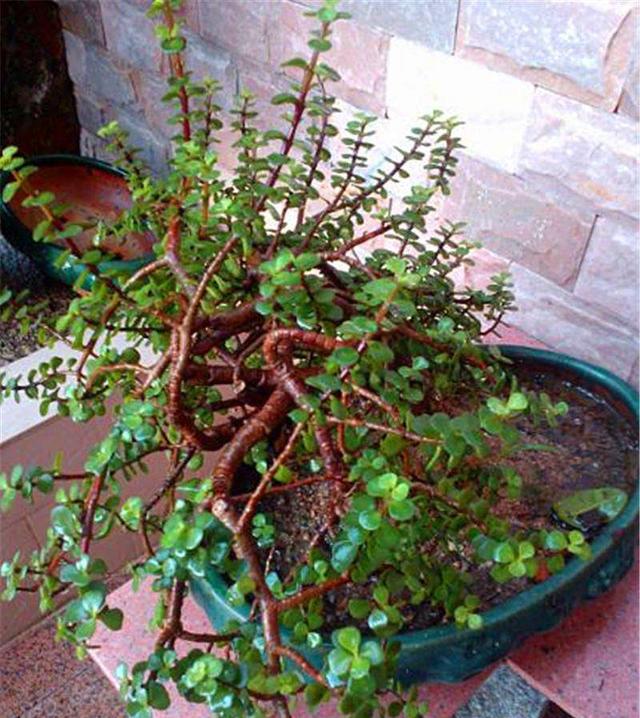 一根野草枝养成一盆老桩,马齿苋就有这个能力,摘顶修芽是关键
