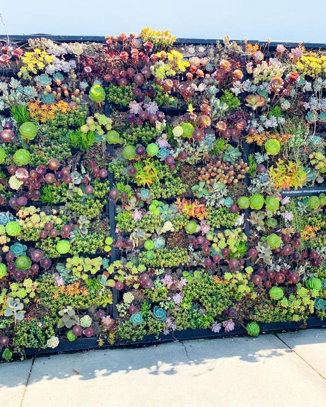 多肉壁纸|美到窒息的多肉墙,带你走进如梦如幻的多彩世界