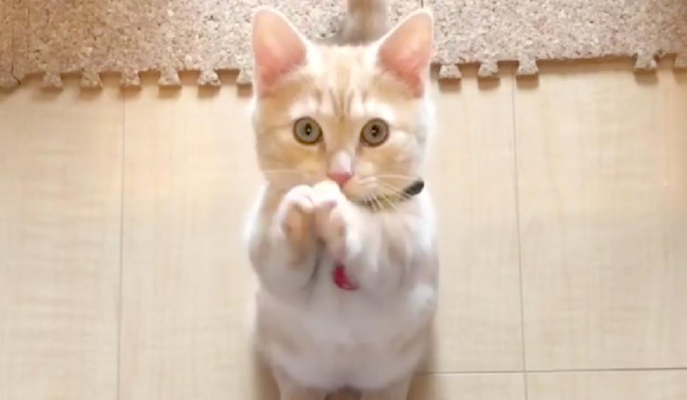 猫咪为何有时会对你"祈祷"?大概原因有3个,真相仍然是个谜!