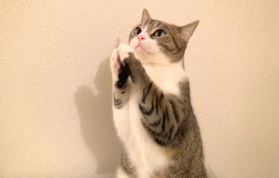 猫咪为何有时会对你"祈祷"?大概原因有3个,真相仍然是个谜!