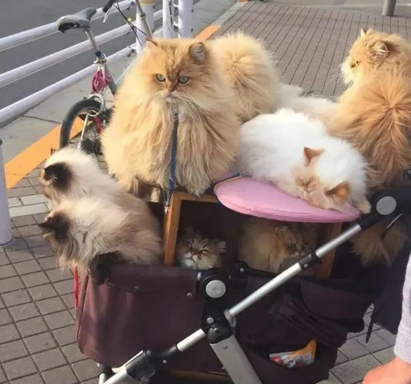 路人纷纷上前拍照,他的目的让人钦佩|波斯猫|大叔|猫_新浪新闻