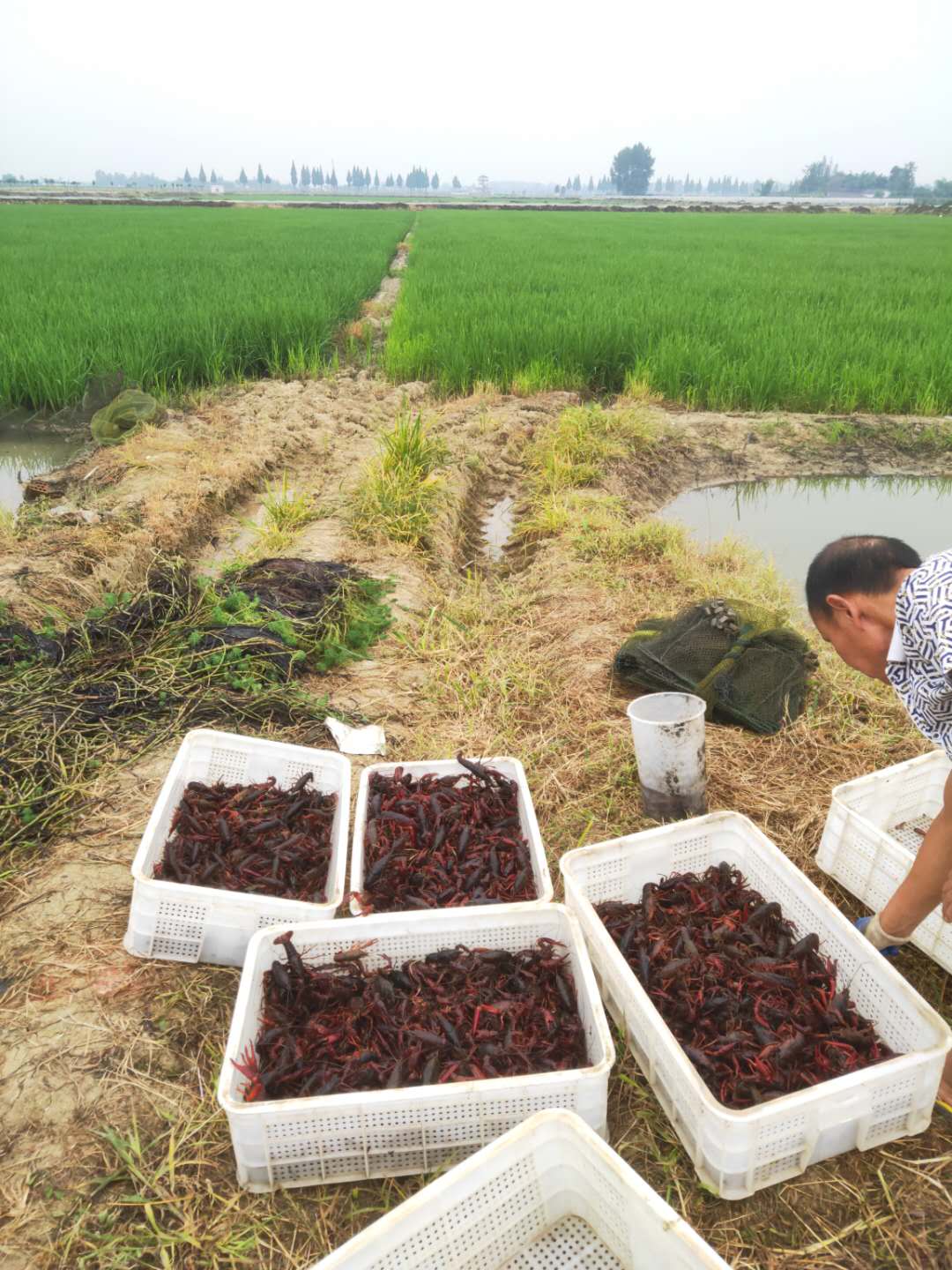 邛崃国家级稻渔综合种养示范区小龙虾上市