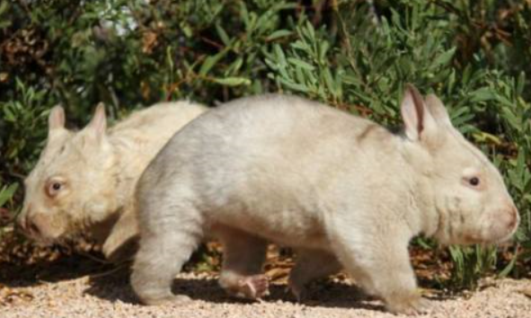 澳洲小兔猼弹跳力惊人,身高不足半米,一跳竟有7米远