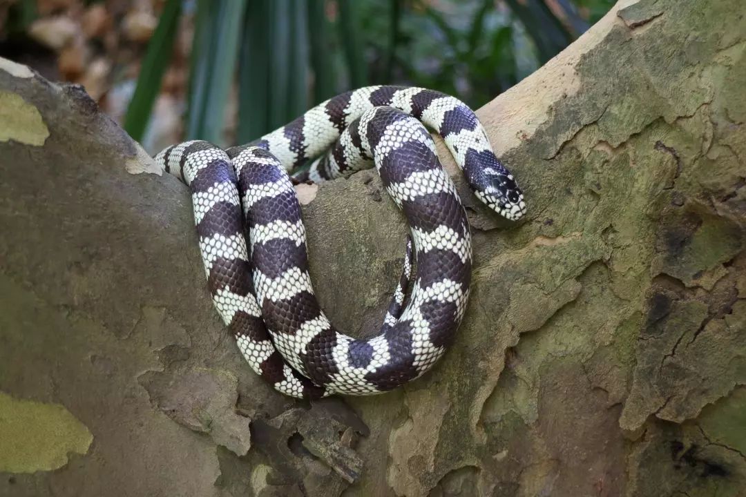 加州王蛇玉米锦蛇墨西哥黑王蛇那么如何区别毒蛇和无毒蛇呢?