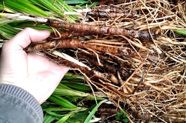 叶子酷似竹叶,过去山里很多,殊不知是珍贵"海南参"|海南|仙茅|竹叶_新