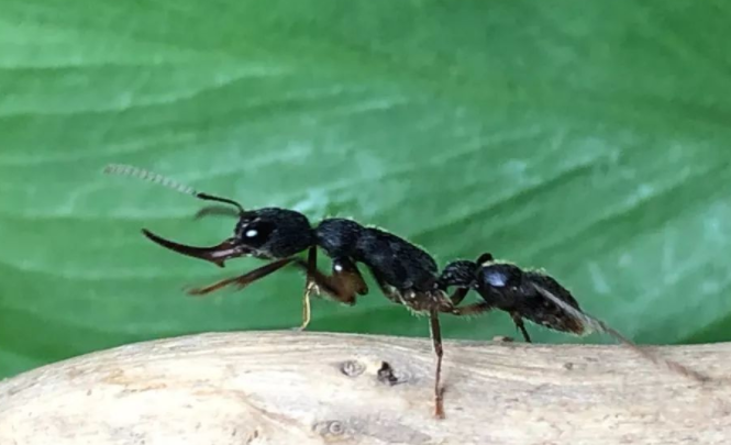 世界上最凶猛的蚂蚁超越生物极限速度连恐龙都甘拜下风