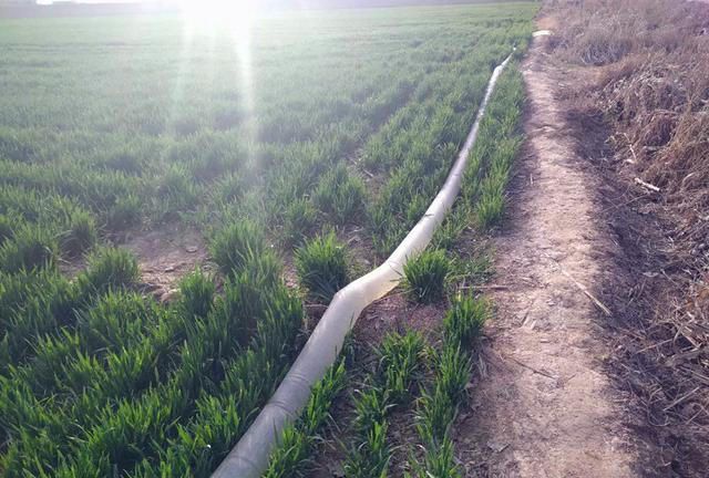 麦田春季浇灌看似简单,但未必都会浇,小麦浇水也要因势而定