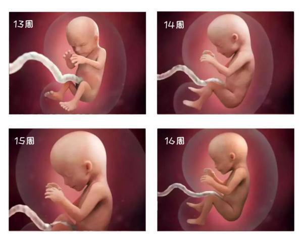 孕17周胎儿位置示意图图片