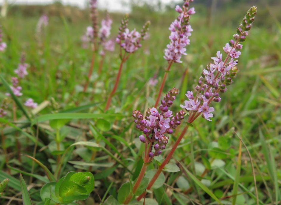 马齿笕的分布范围非常广,也是非常常见的一种野菜,非常受欢迎,今天要