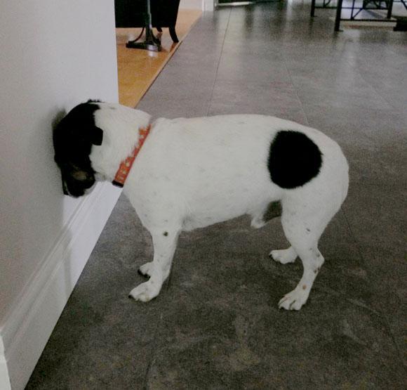 狗狗来回踱步想表达什么主人要警惕行为背后的焦虑和压力