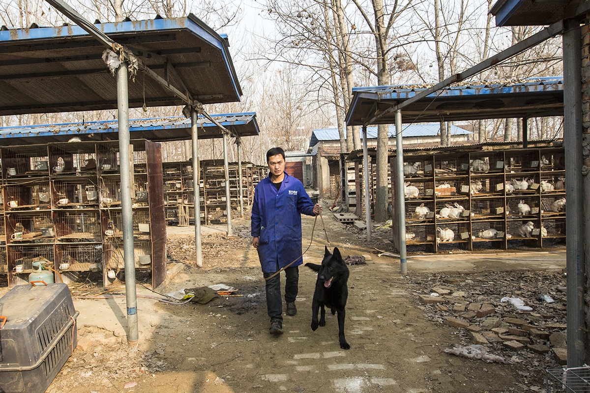 农村小伙为狗建草坪运动场训狗十个科目