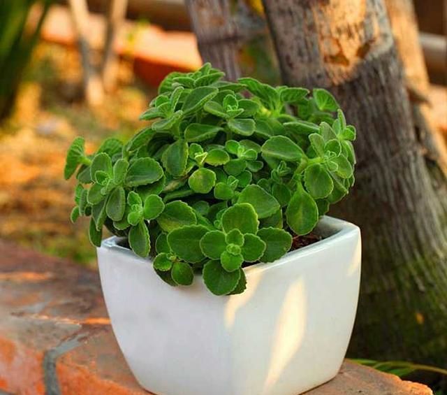 人养人爱的多肉碰碰香一碰就香容易爆盆关键还能吃