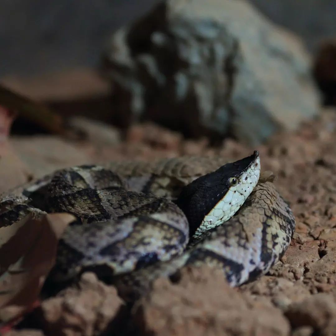 有毒蛇or无毒蛇被蛇咬了怎么破