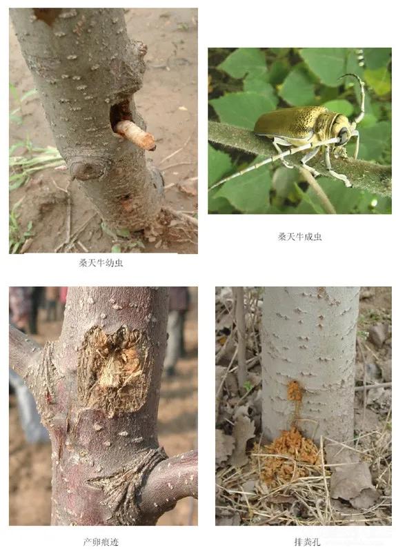 果树清园最佳时期已到!你还在等啥?