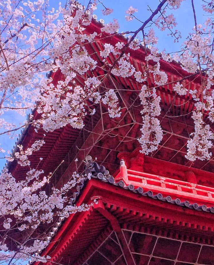 日本最特别的寺庙,樱花与寺庙美景并存!