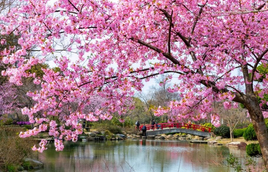 园内3万多株樱花树 为世界三大赏樱胜地之一 最美花期却仅有七天