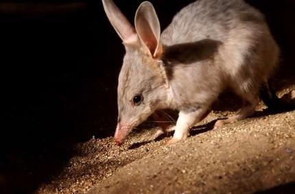 澳洲小兔猼弹跳力惊人,身高不足半米,一跳竟有7米远