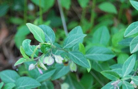但去年笔者在广西南宁地区,当地以银不换名字对来马回做了记载,当地