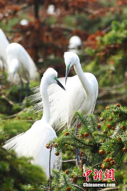 鹭鸟飞抵江西南昌象山森林公园鹭鸟飞抵江西南昌象山森林公园