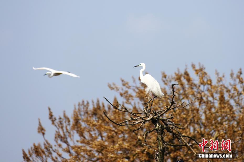 鹭鸟飞抵江西南昌象山森林公园鹭鸟飞抵江西南昌象山森林公园