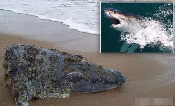 一块形状奇怪的大石头,走近一看转身跑开了|女子|鳄鱼|鲨鱼_新浪新闻