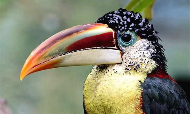 世界上嘴巴最大的鸟嘴占到身子的三分之一可塞下两个拳头