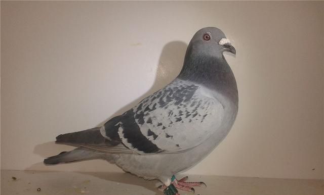 鸽舍的鸽子为何体型越来越小?