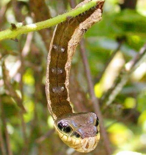 史上最戏精的毛毛虫,一遇危险秒变"毒蛇",模样令人胆寒