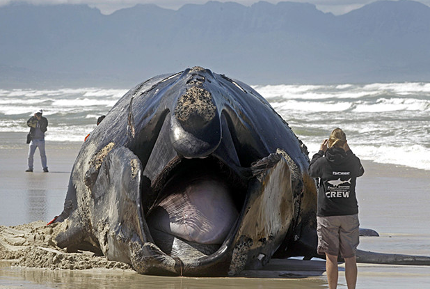 男子海滩上现巨型不明生物,走近看清后大开眼界