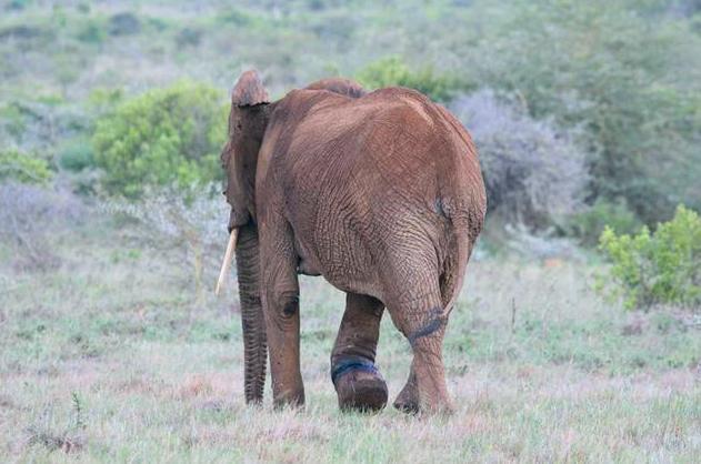 大象前腿严重腐烂当救援人员从它腿中取出这个时你作何感想