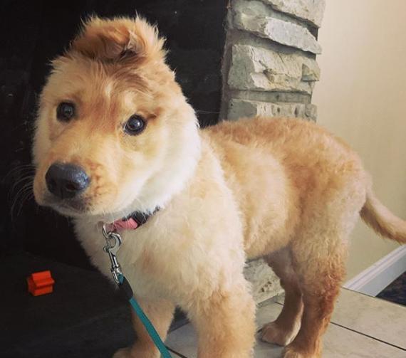 金毛犬头上长"犄角",被称为"独角兽",主人:一次意外造成的