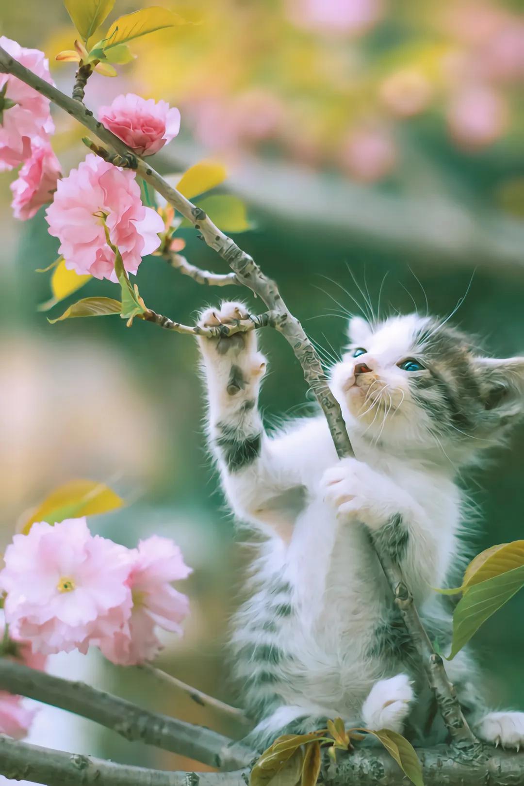 猫与花花图片合集续,最后一张感觉要窒息!