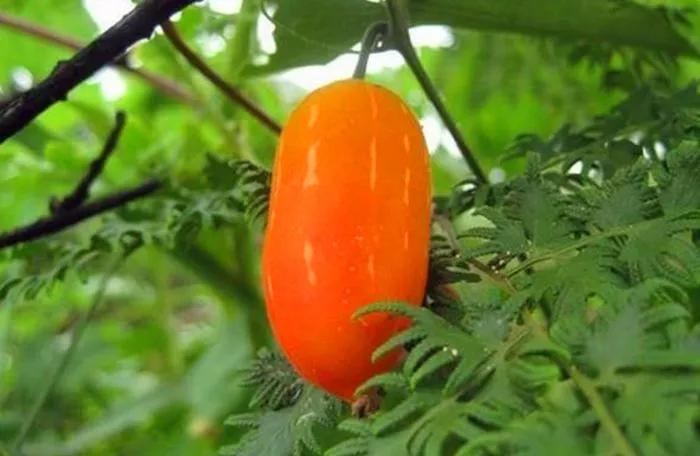农村这植物叫"茅瓜",食用价值和药用价值都很大,遇见记得采摘